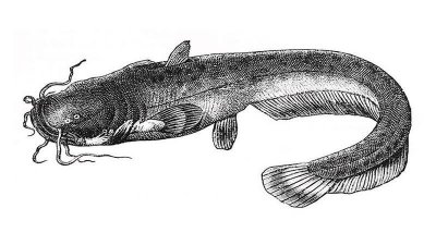 Image / illustration